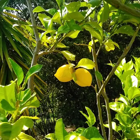 Chez Nat Et Jc Eccica-Suarella (Corsica)