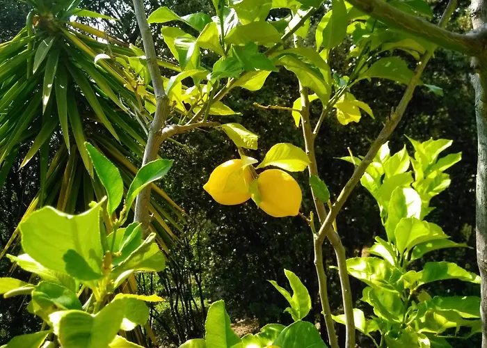 Chez Nat Et Jc Eccica-Suarella (Corsica)